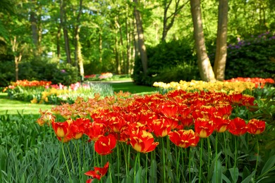 Many beautiful flowers growing in park on sunny day. Spring season