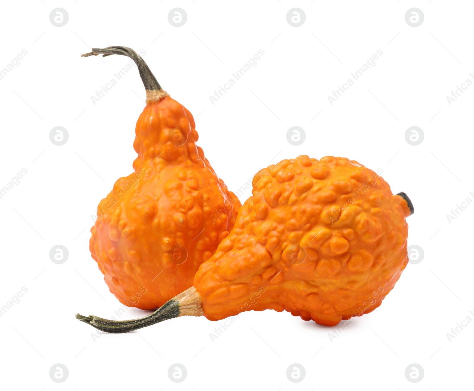 Photo of Two fresh orange pumpkins isolated on white