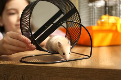 Photo of Little girl watching her hamster playing in spinning wheel at home, focus on hands