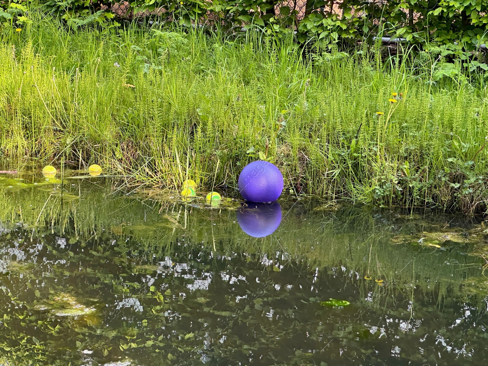 Photo of View of green plants growing near lake outdoors