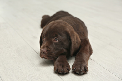 Photo of Cute Labrador retriever puppy lying on wooden floor. Friendly dog