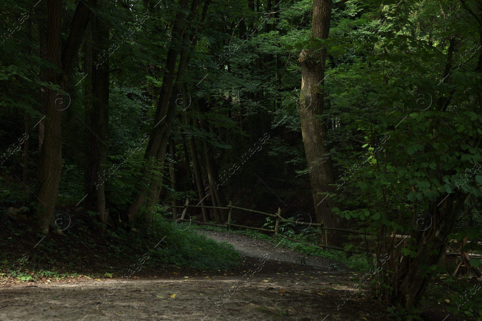 Photo of Picturesque view of pathway in forest on summer day