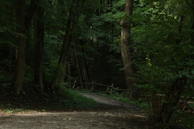 Picturesque view of pathway in forest on summer day