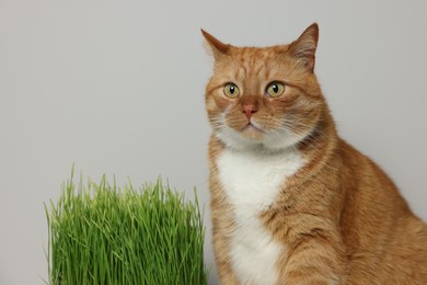 Photo of Cute ginger cat and green grass near light grey wall