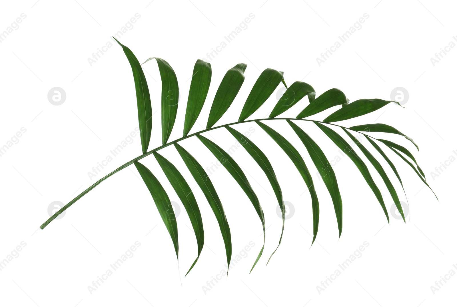 Photo of Beautiful lush tropical leaf isolated on white