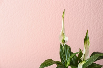 Photo of Flowers and leaves of peace lily on color background, closeup. Space for text