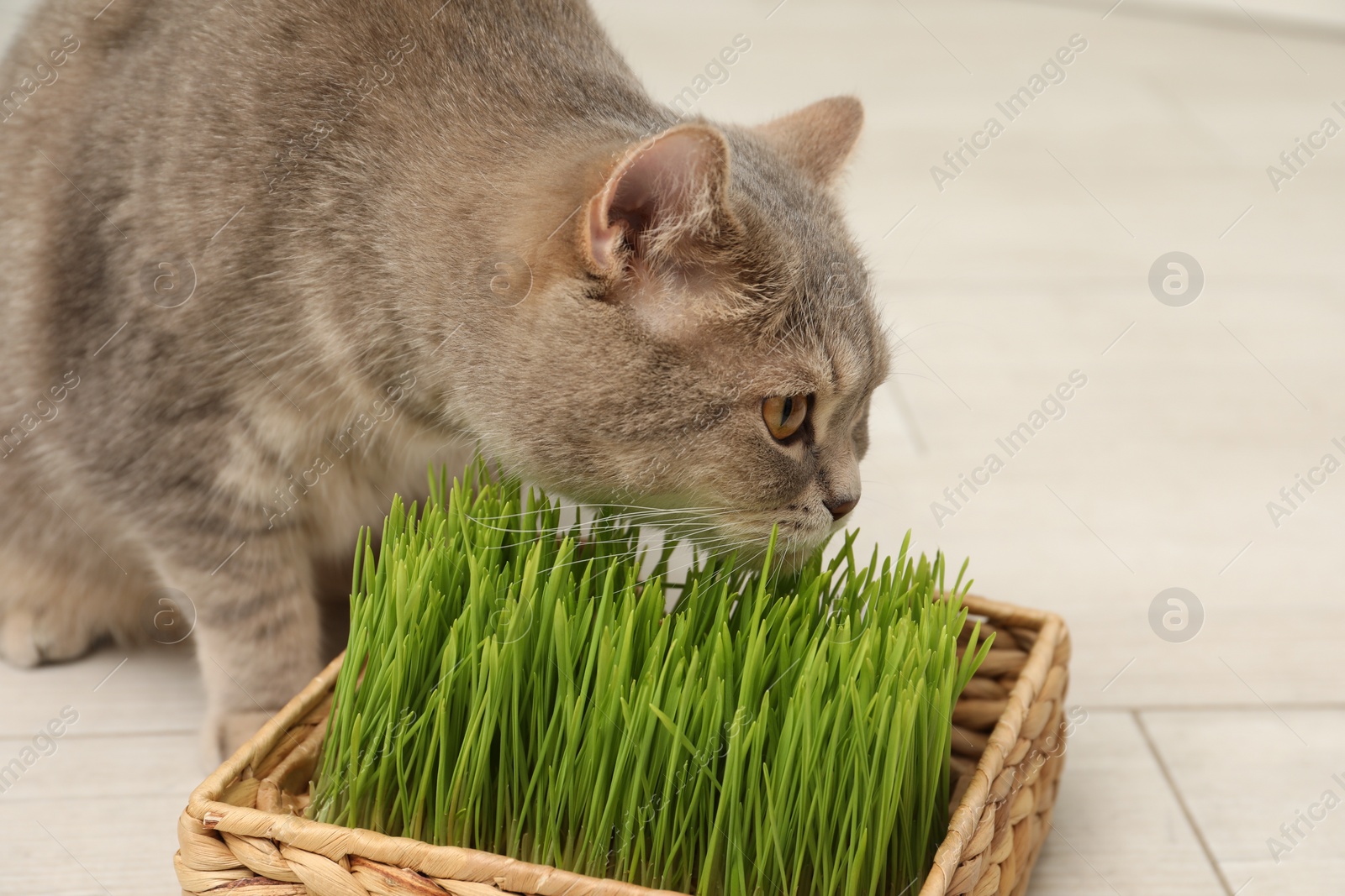 Photo of Cute cat eating fresh green grass on floor indoors