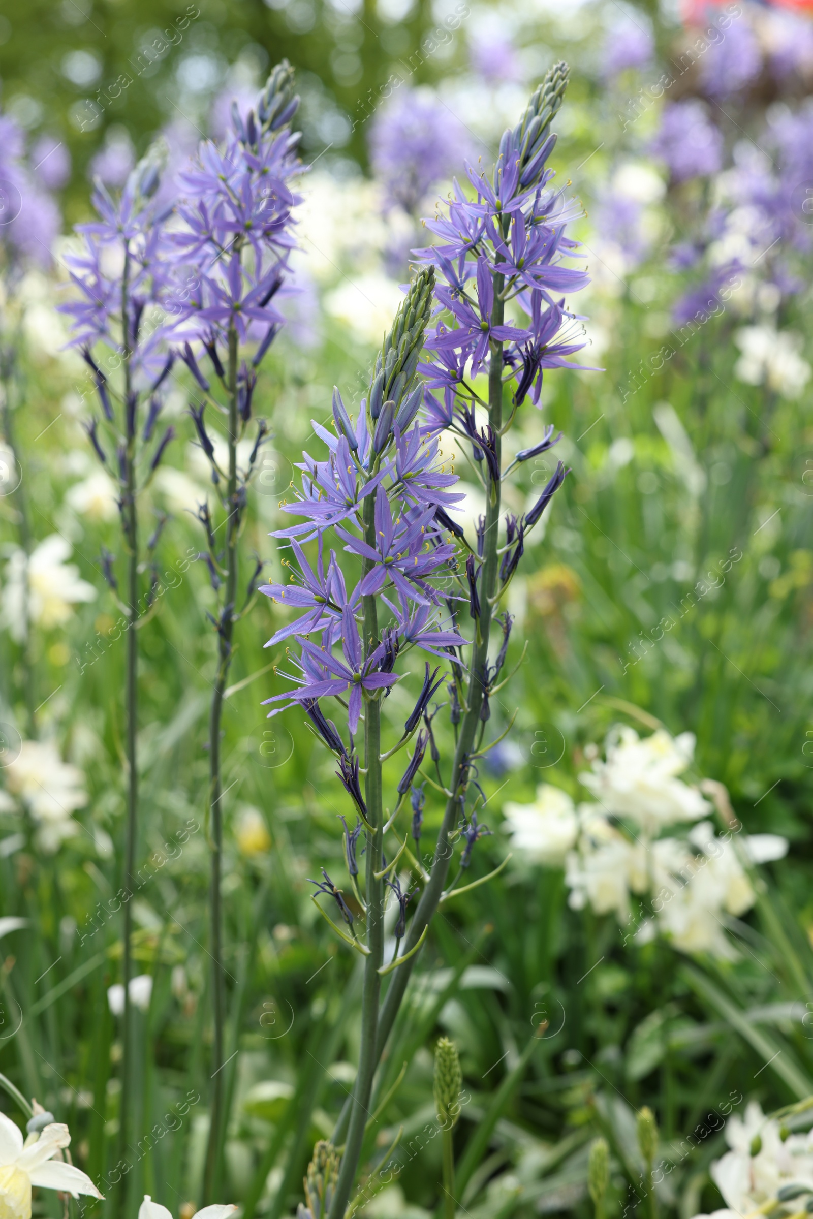 Photo of Beautiful Camassia growing among narcissus flowers outdoors, closeup. Spring season