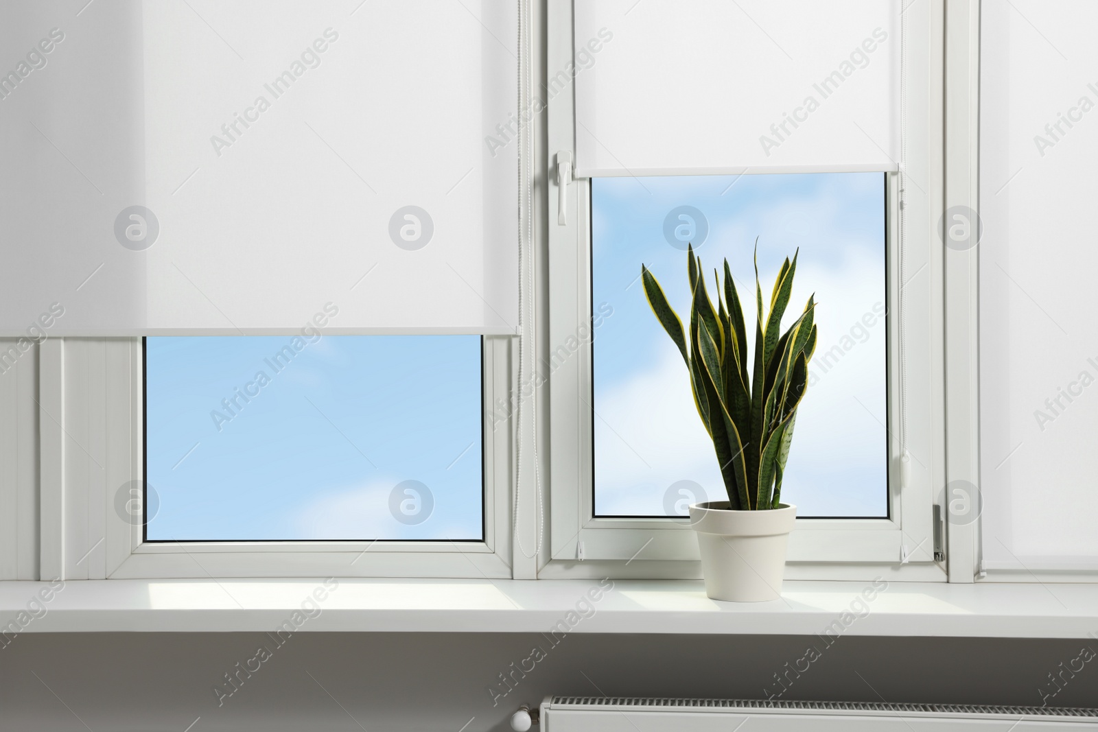 Photo of Window with blinds and potted Sansevieria plant on sill indoors