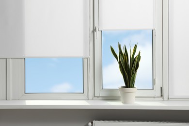 Photo of Window with blinds and potted Sansevieria plant on sill indoors