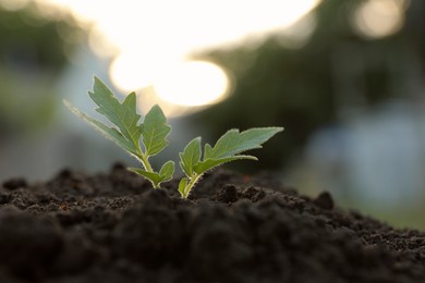 Photo of Beautiful young tomato seedling in ground outdoors