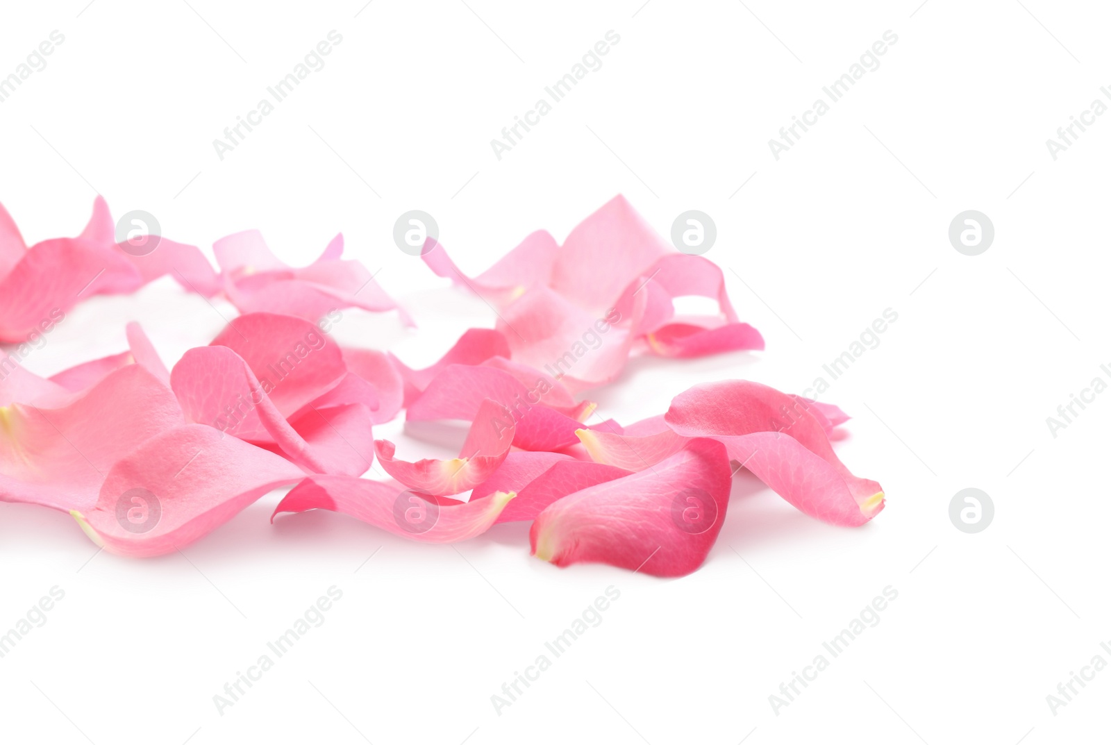 Photo of Fresh pink rose petals on white background