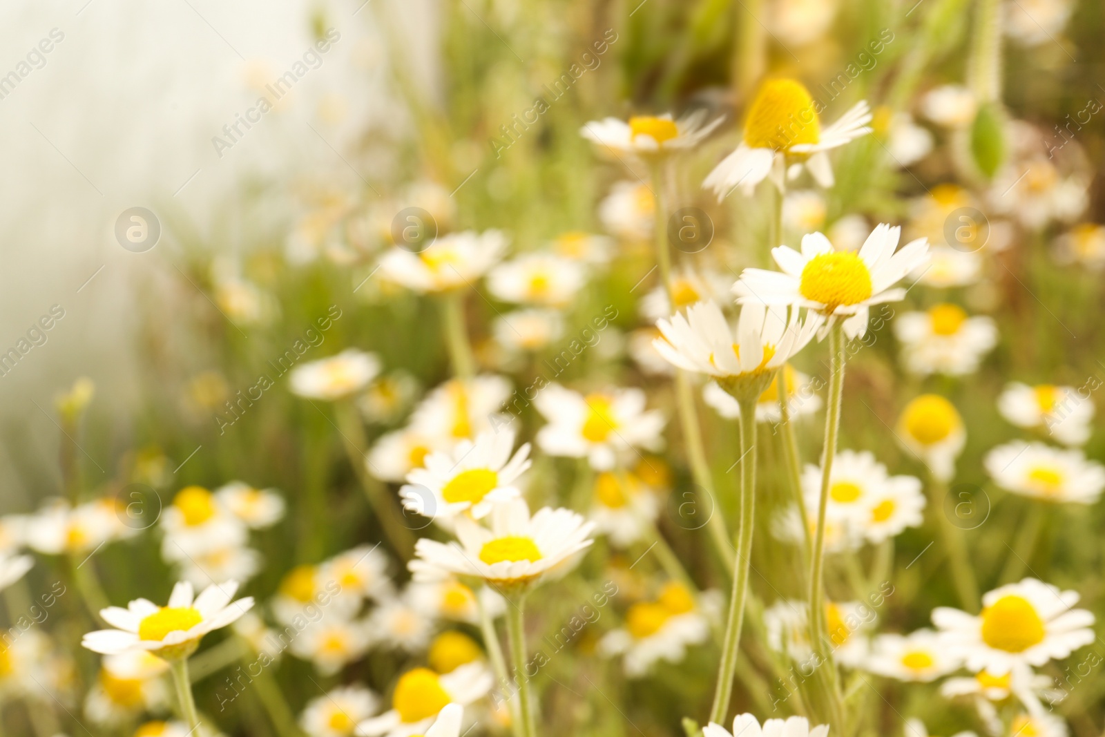 Photo of Beautiful chamomile flowers growing in field, closeup