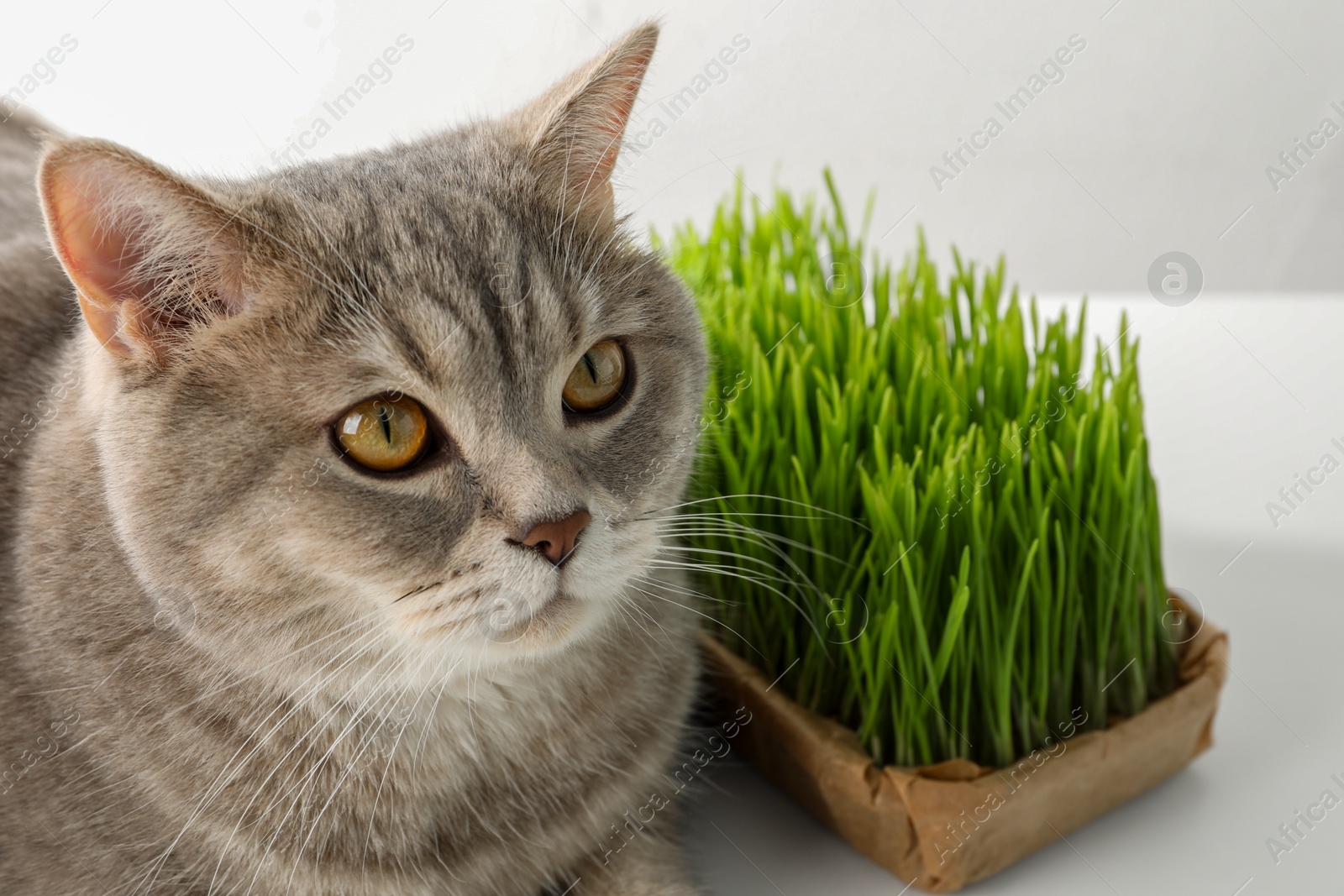 Photo of Cute cat and fresh green grass on white background