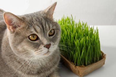 Cute cat and fresh green grass on white background