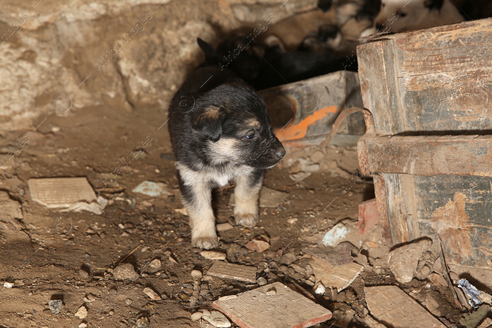 Photo of Furry black stray puppy outdoors. Baby animal