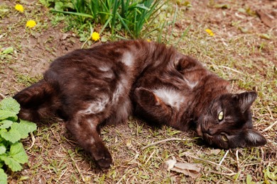 Adorable dark cat resting on green grass outdoors