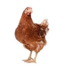 Photo of Beautiful chicken on white background. Domestic animal
