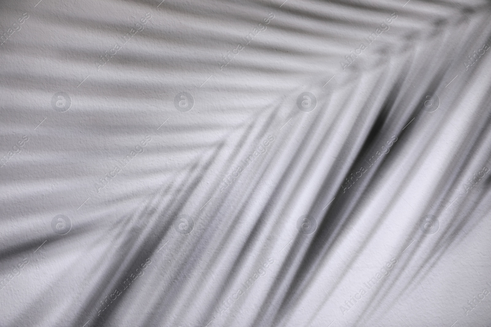 Photo of Shadow of tropical palm branch on white wall, closeup