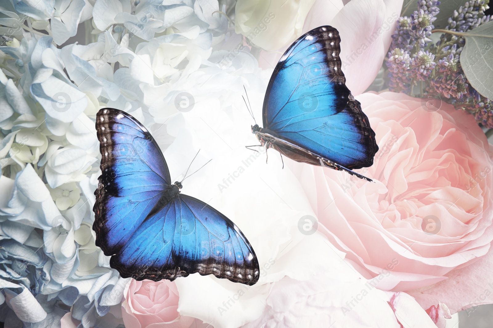 Image of Beautiful common morpho butterflies on flowers, closeup