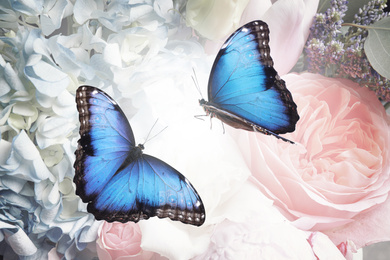 Beautiful common morpho butterflies on flowers, closeup