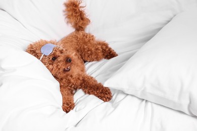 Photo of Cute Maltipoo dog with sleep mask resting on soft bed