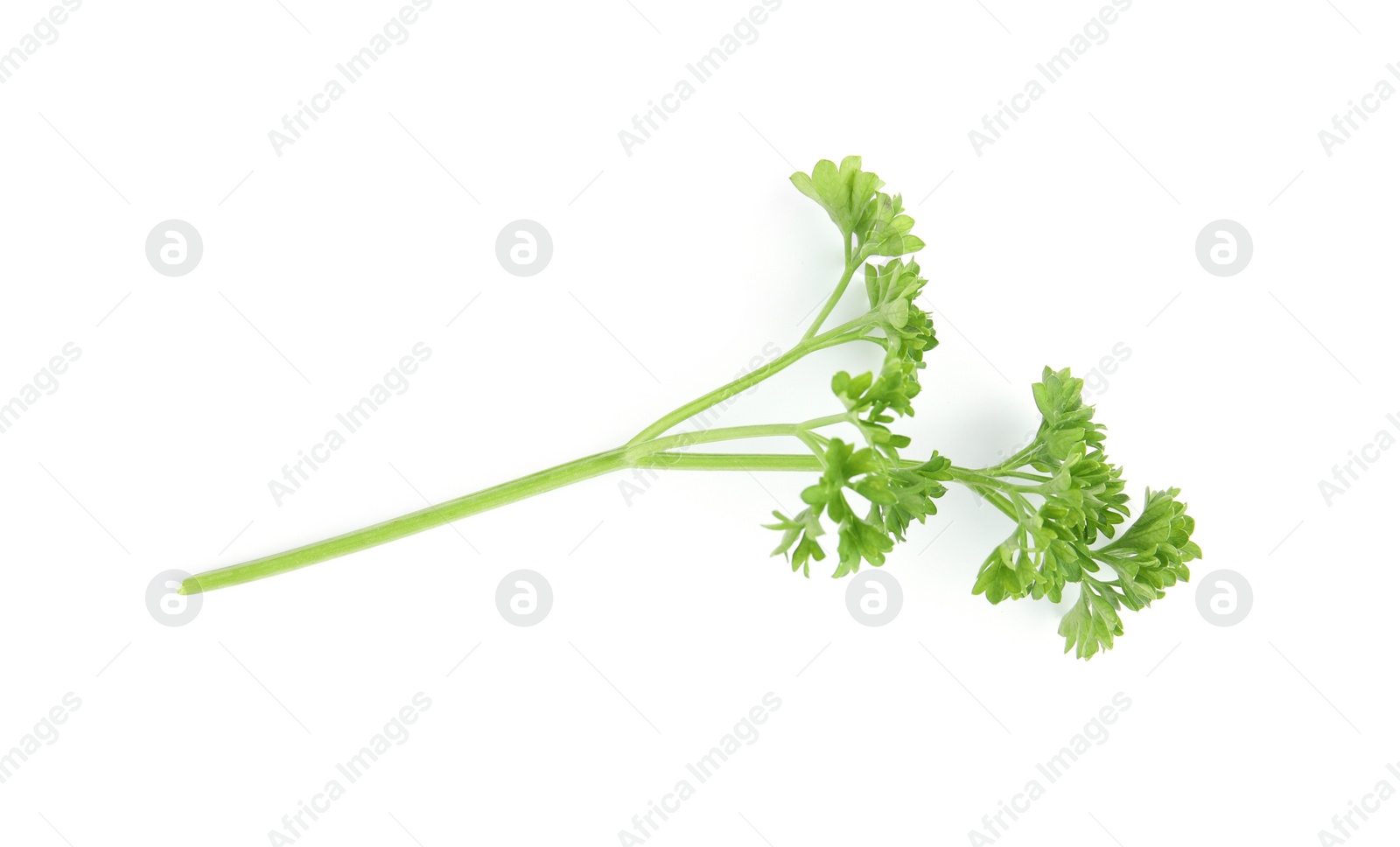 Photo of Fresh green organic parsley on white background