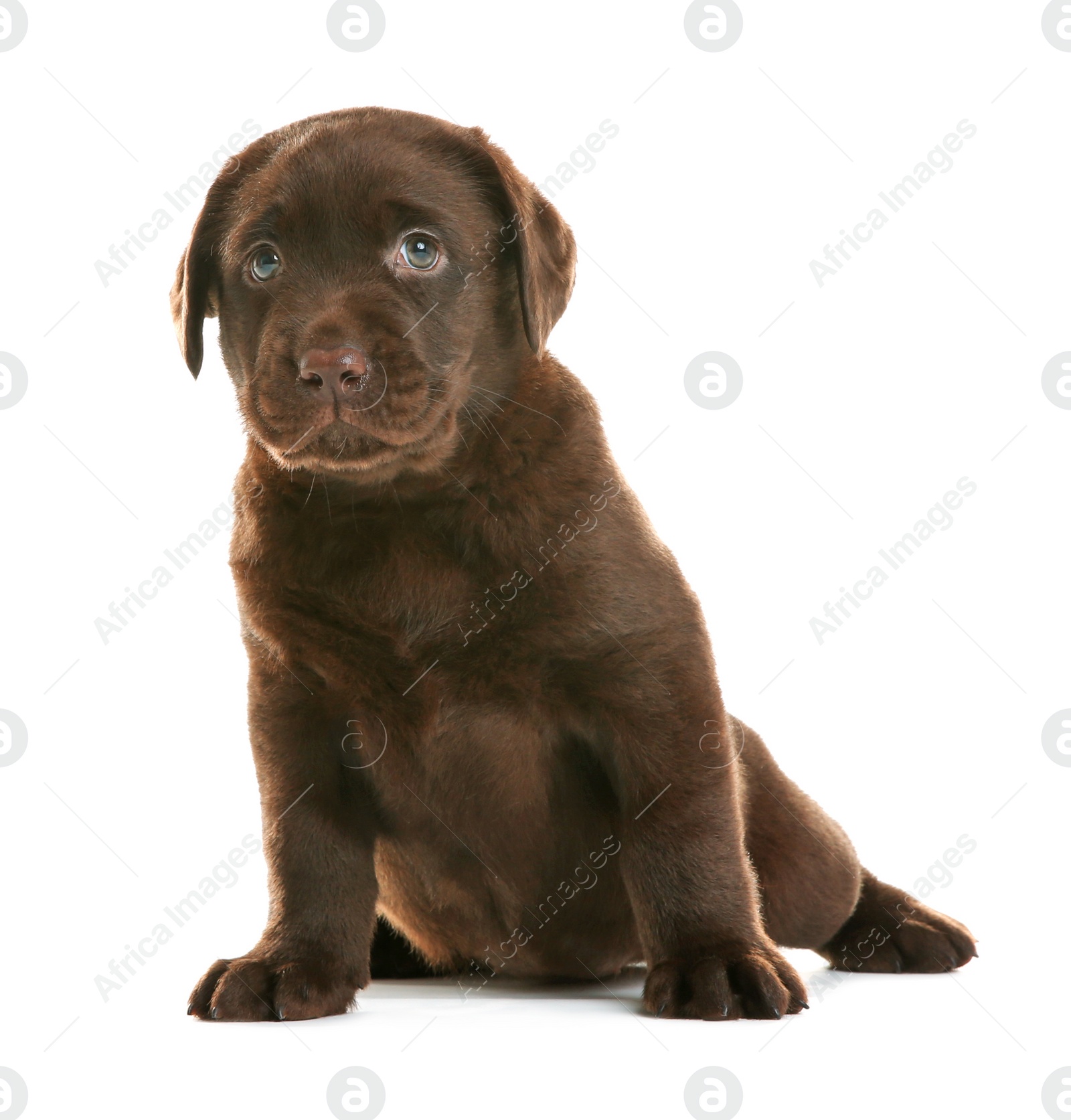 Photo of Chocolate Labrador Retriever puppy on white background