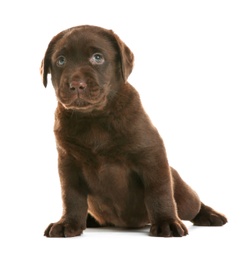 Photo of Chocolate Labrador Retriever puppy on white background