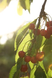 Photo of Cherry tree with green leaves and ripe berries growing outdoors, closeup