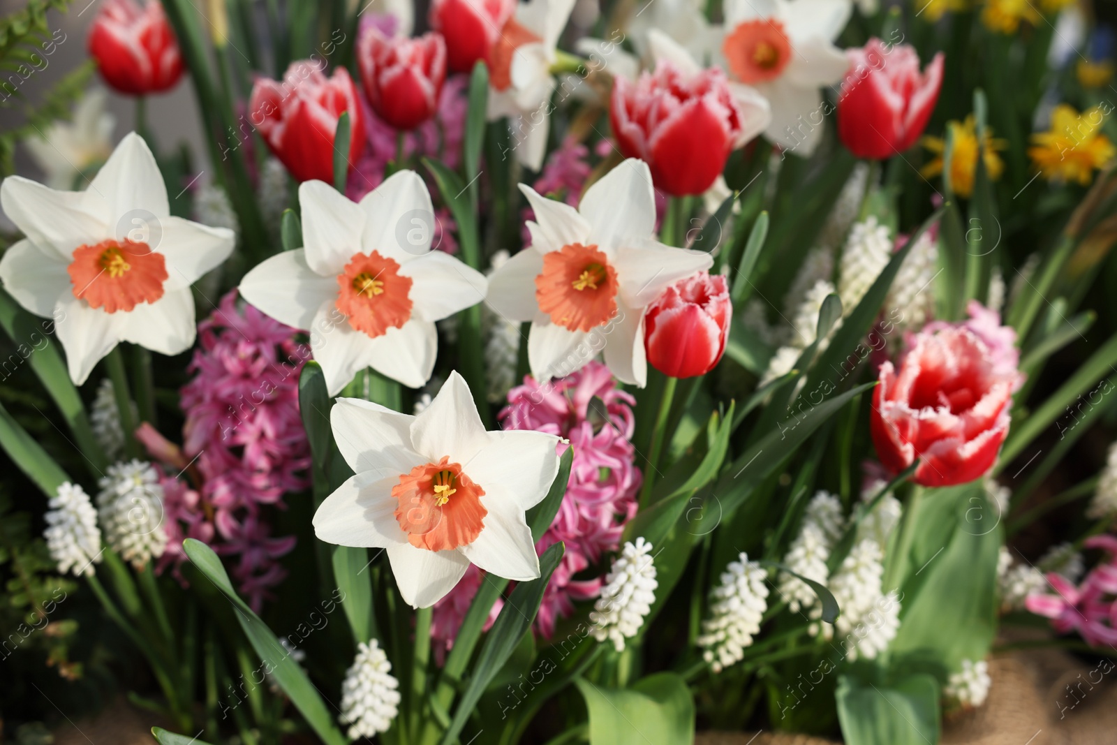 Photo of Many different flowers as background, closeup. Spring season