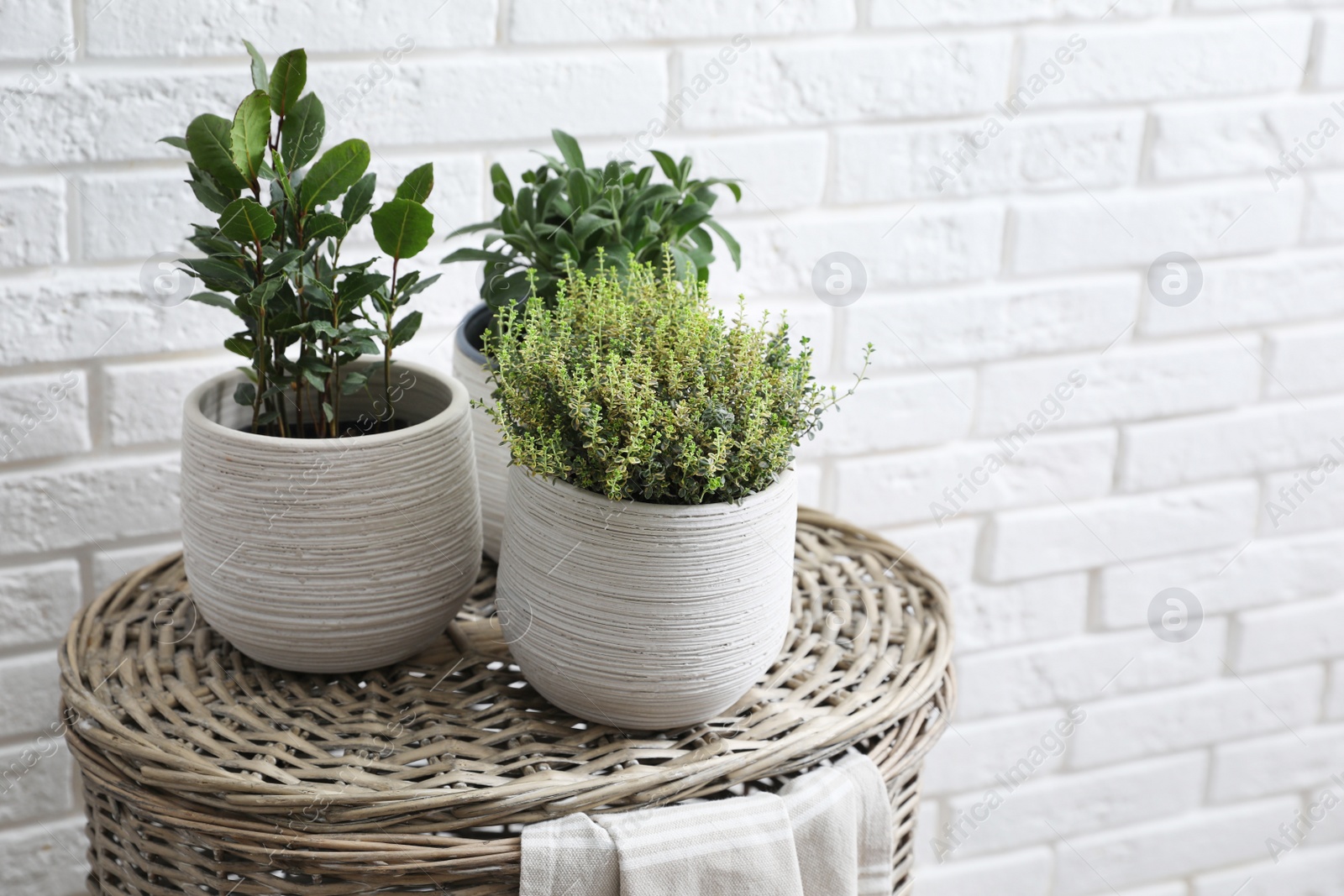 Photo of Different aromatic potted herbs on wicker basket near white brick wall