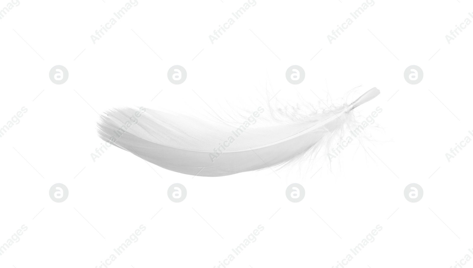 Photo of Beautiful fluffy bird feather isolated on white