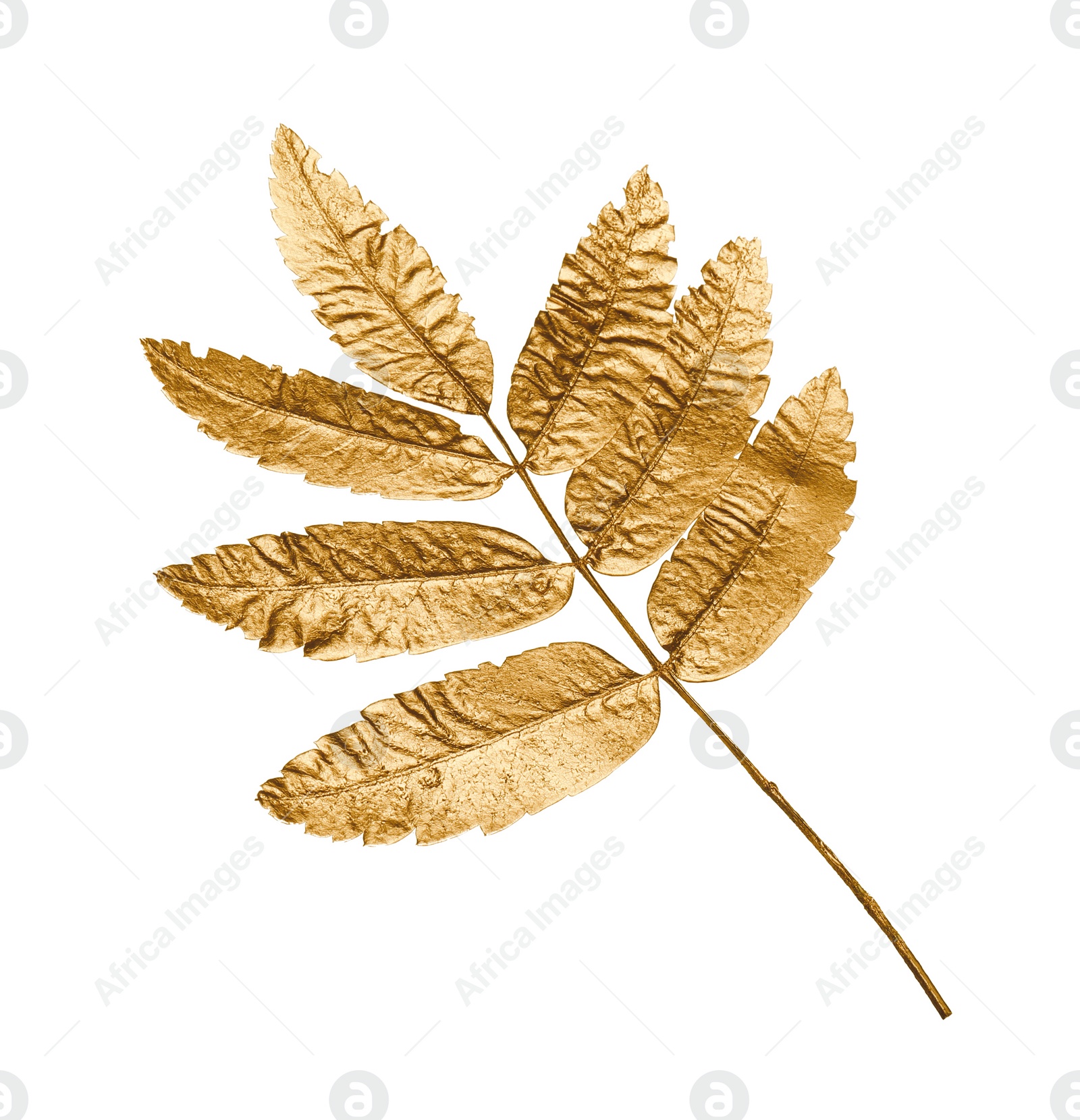 Photo of Twig of golden rowan leaves isolated on white. Autumn season