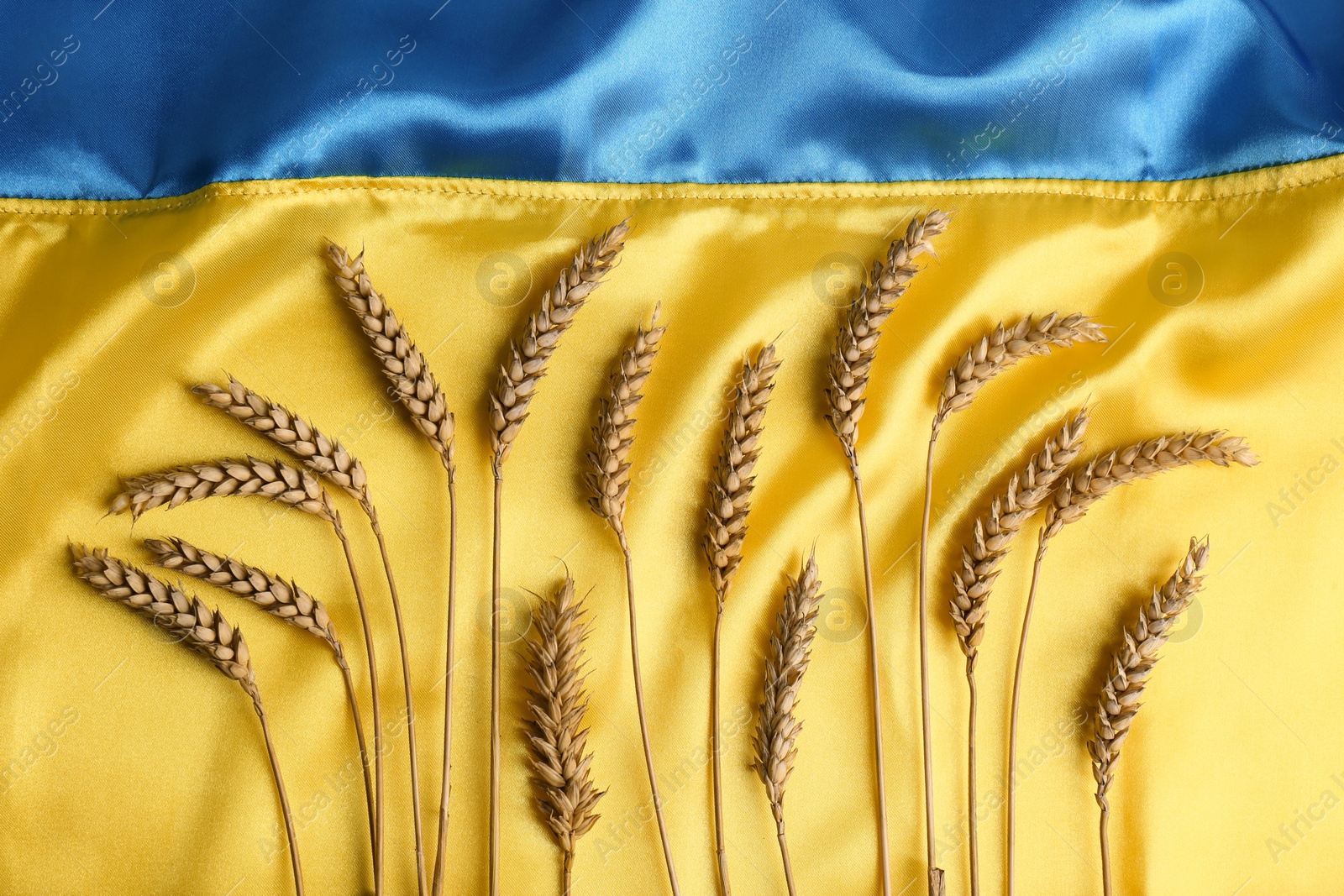 Photo of Ears of wheat on Ukrainian national flag, flat lay