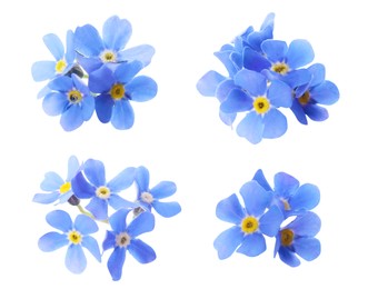Image of Set with beautiful tender forget me not flowers on white background