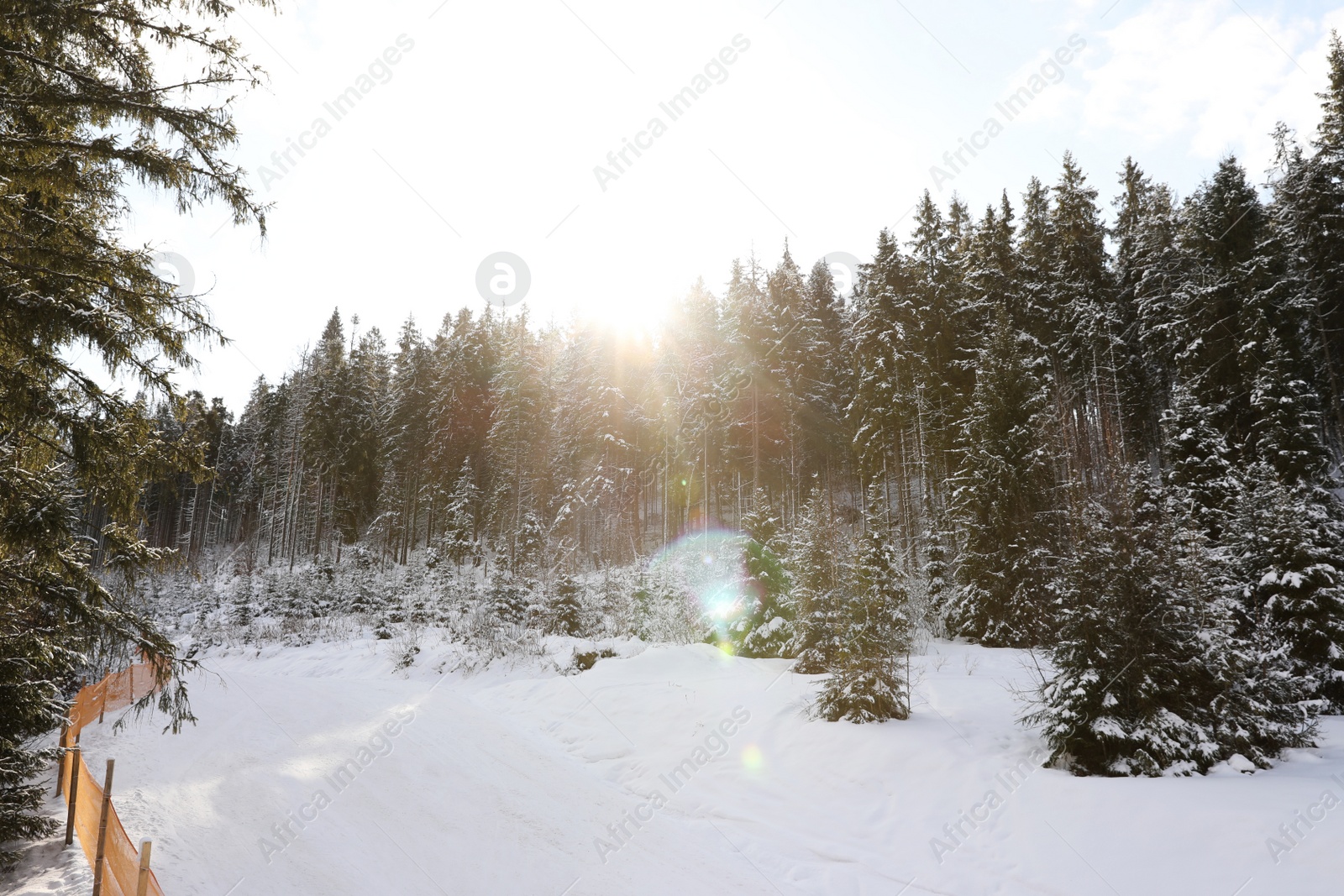 Photo of Picturesque landscape with snowy forest on sunny in winter