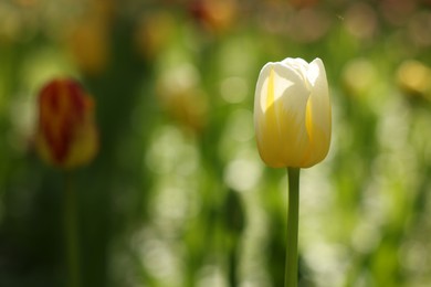 Photo of Beautiful white tulip growing outdoors on sunny day, closeup. Space for text
