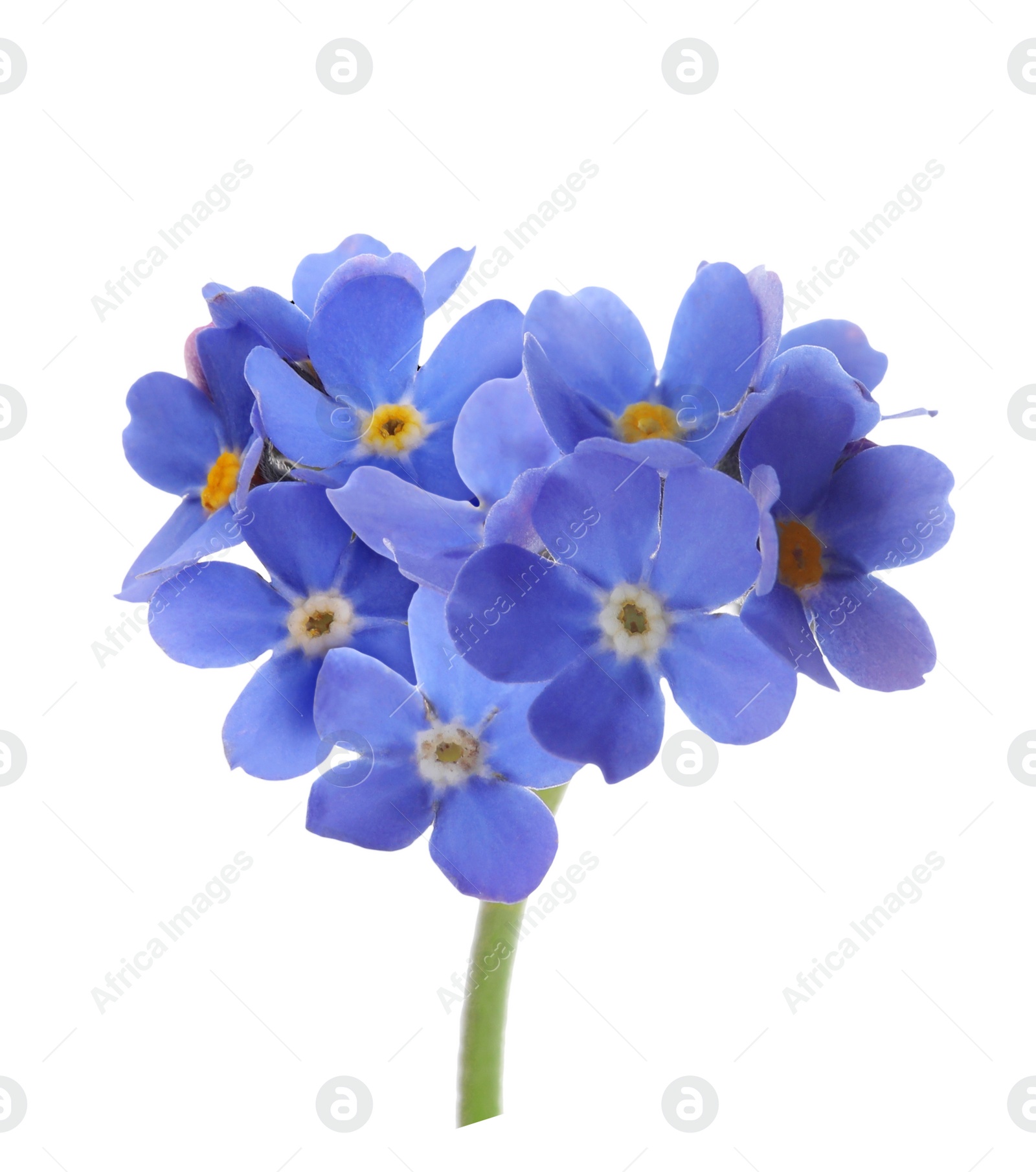 Image of Delicate blue forget me not flowers on white background