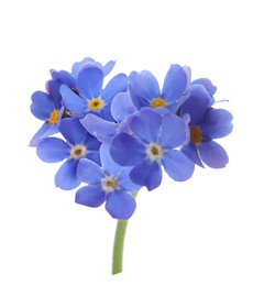 Image of Delicate blue forget me not flowers on white background