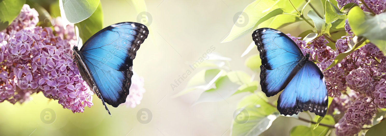 Image of Amazing common morpho butterflies on lilac flowers in garden, banner design