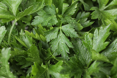 Photo of Fresh green organic parsley as background, closeup