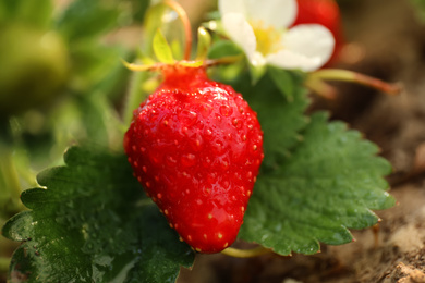 Photo of Strawberry plant with ripe berry on blurred background, closeup