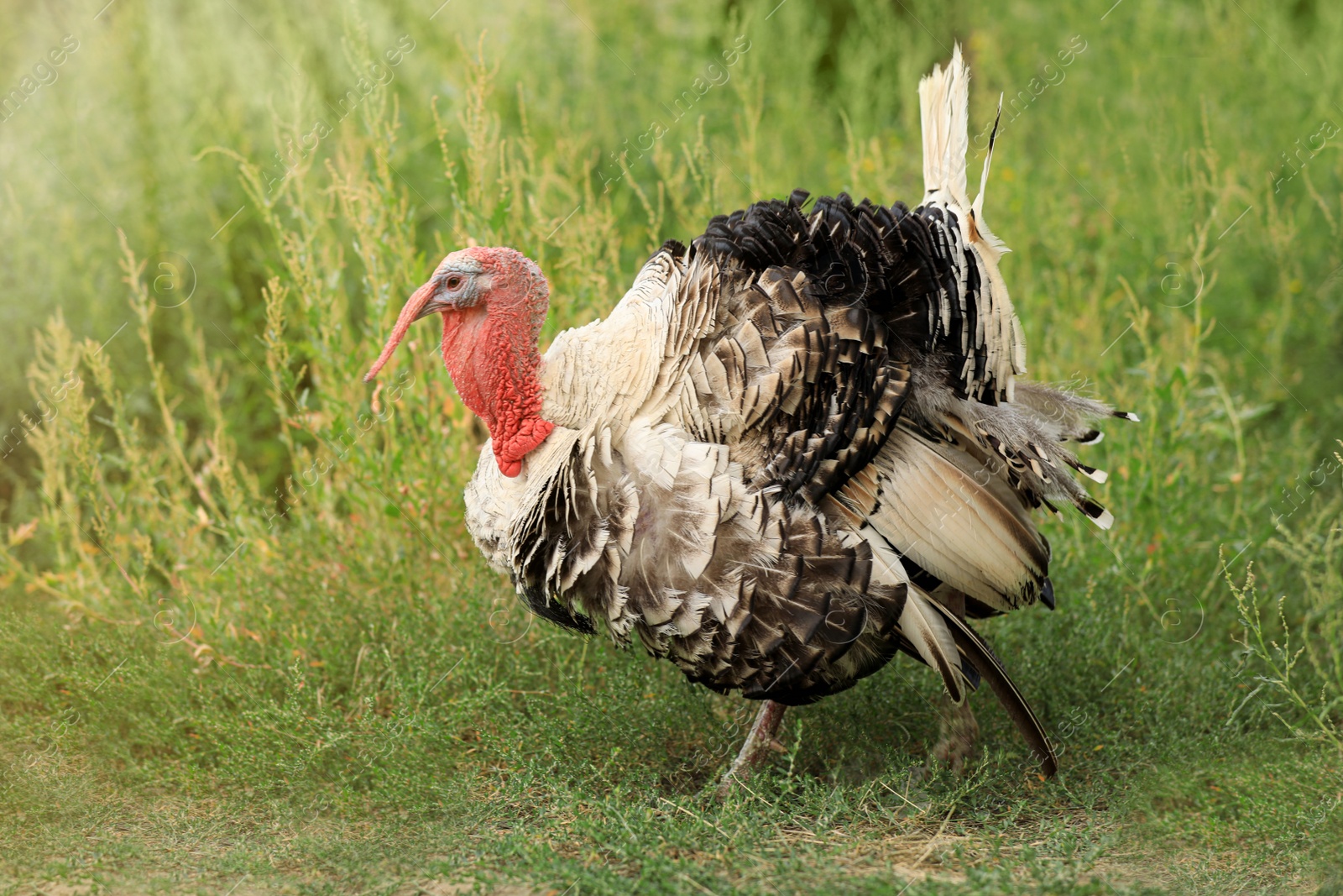 Photo of Domestic turkey on green grass. Poultry farming