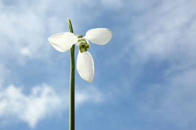 Photo of Beautiful snowdrop against sky, space for text. Spring flower