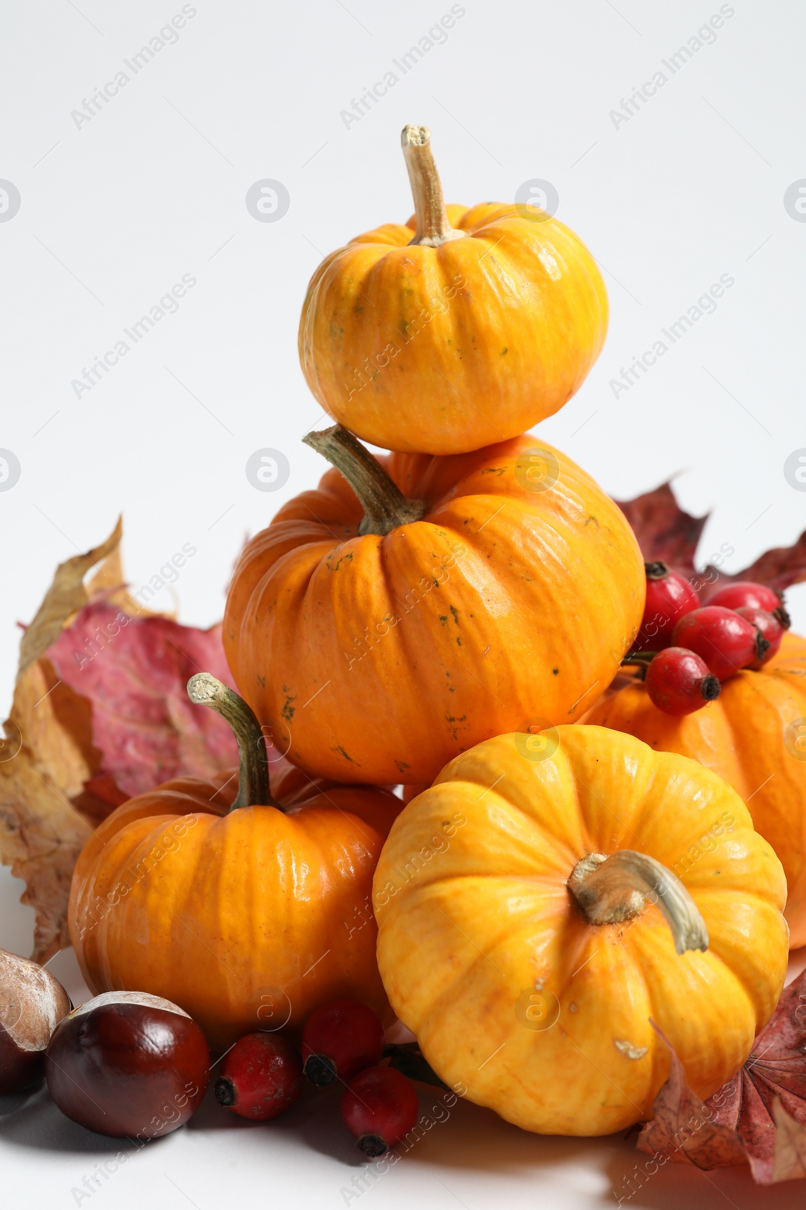 Photo of Happy Thanksgiving day. Beautiful composition with pumpkins on white background, closeup