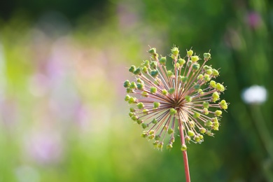 Photo of Beautiful wild flower on blurred background, space for text. Amazing nature in summer
