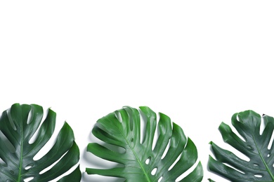 Photo of Green fresh monstera leaves on white background, top view. Tropical plant