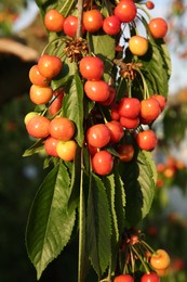 Photo of Cherry tree with green leaves and unripe berries growing outdoors, closeup