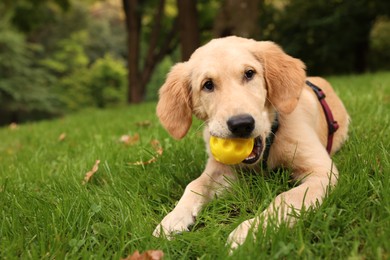 Cute Labrador Retriever puppy playing with ball on green grass in park, space for text